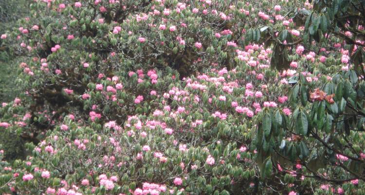Excursionismo en panorámico por el Annapurna - Visit Himalaya Treks Pvt. Ltd 6