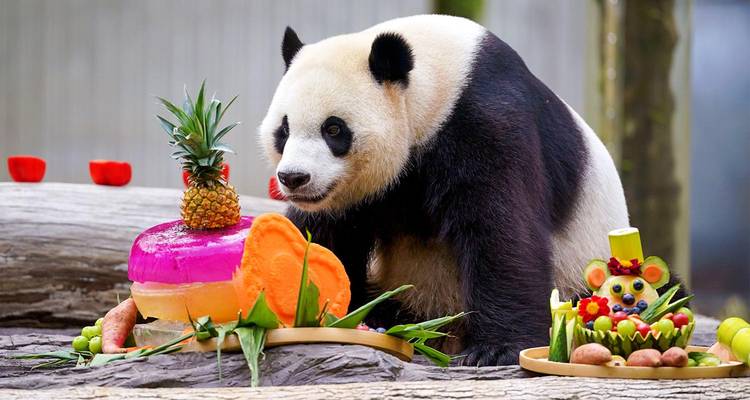 Reuzenpanda leunt over een boomstam en snuffelt aan een kleurrijke vrucht en een ijstaart voor de verjaardag versierd met ananas.