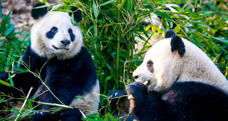 Vacances sur mesure en Chine avec Jiuzhaigou et Pandas, départ quotidien - TravelChinaGuide 1