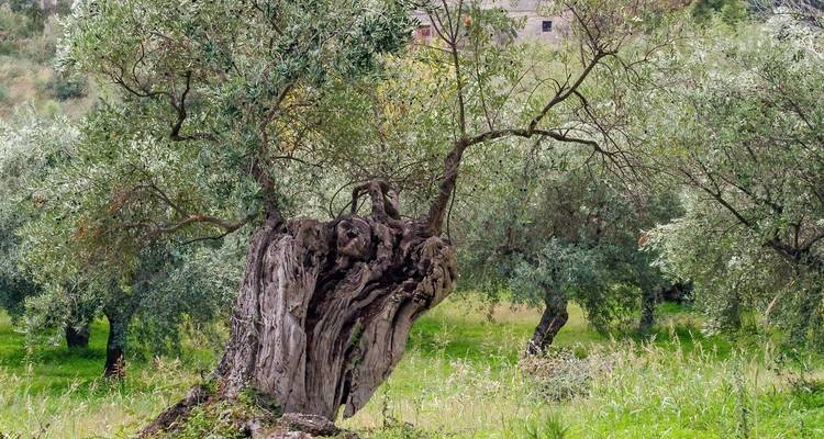 Olivo viejo en un campo verde.