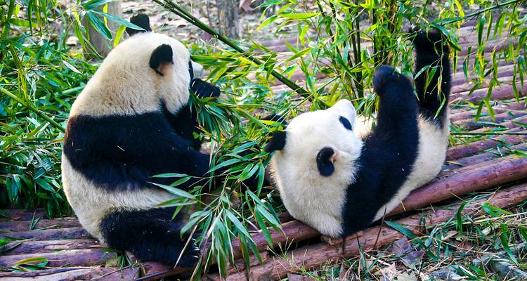 Twee panda's die bamboe eten tussen de bomen.