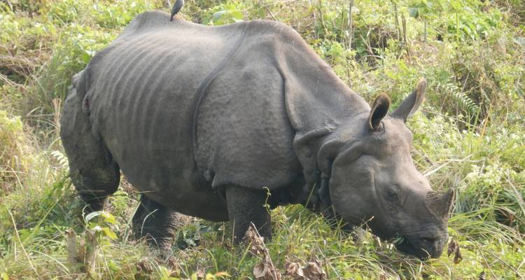 Parc national de Chitwan - 4 jours - Trekking Planner Pvt. Ltd. 8