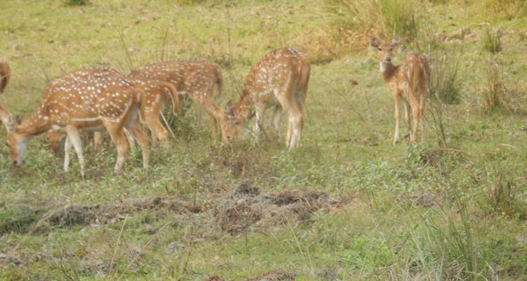 Parc national de Chitwan - 4 jours - Trekking Planner Pvt. Ltd. 9