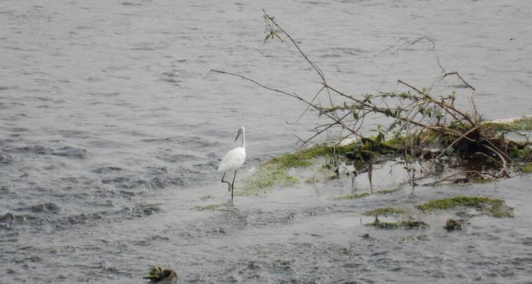 Parc national de Chitwan - 4 jours - Trekking Planner Pvt. Ltd. 10