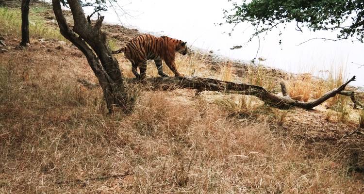 La piste des tigres en Inde - Vijay India Tours 8