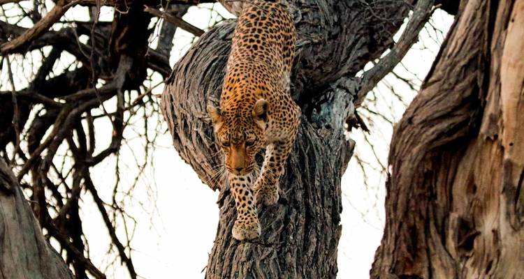 Botswana Baobabs - Sunway Safaris 3