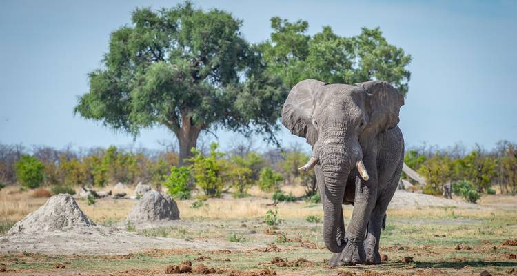 Botswana Baobabs - Sunway Safaris 8