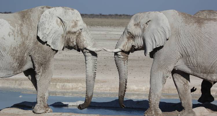 Windhoek to Vic Falls Elephant Route - Sunway Safaris 9