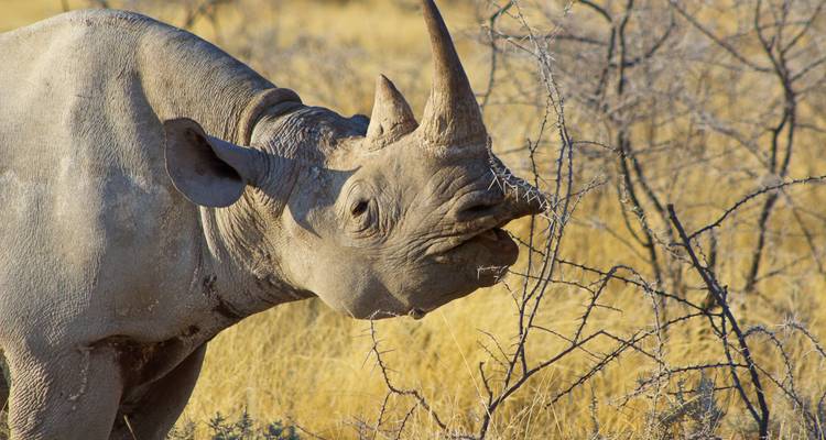 Windhoek to Vic Falls Elephant Route - Sunway Safaris 8