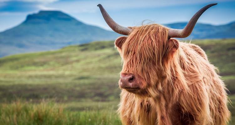 Une vache Highland avec de longues cornes au premier plan, des montagnes à l'arrière-plan.