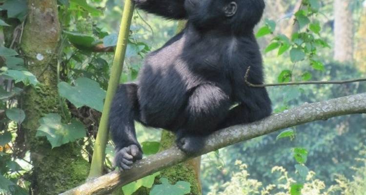 3 jours d'excursion en Ouganda à la découverte des gorilles via Kigali - Bamboo Ecotours 7