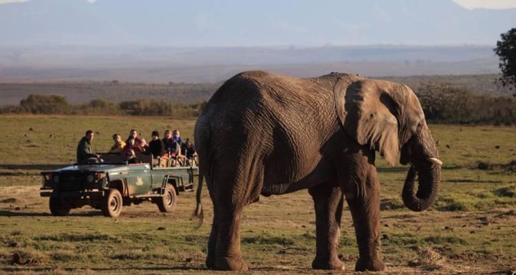 Aventure sur la Route des jardins, y compris Addo - 5 jours - Bokbus Garden Route Adventure Tours & Safaris 9