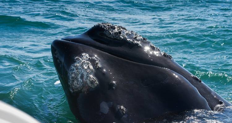 Aventure sur la Route des jardins, y compris Addo - 5 jours - Bokbus Garden Route Adventure Tours & Safaris 7