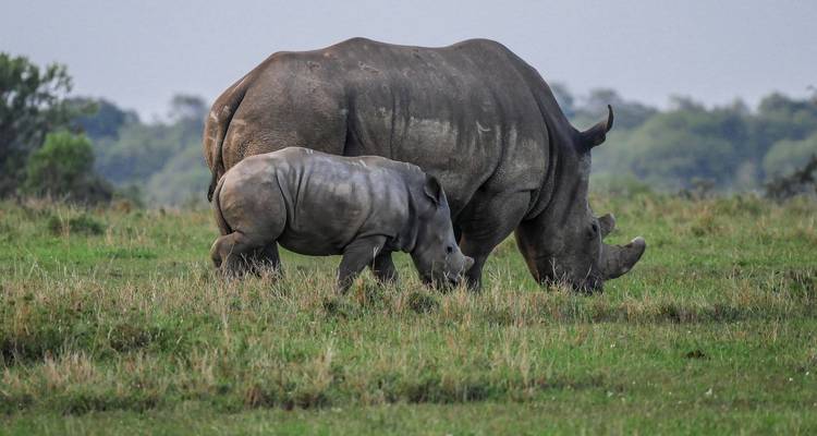 Aventure sur la Route des jardins, y compris Addo - 5 jours - Bokbus Garden Route Adventure Tours & Safaris 6