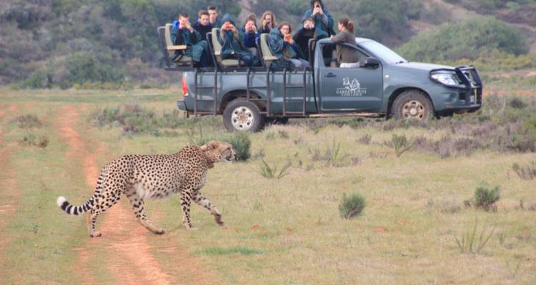 Aventure sur la Route des jardins, y compris Addo - 5 jours - Bokbus Garden Route Adventure Tours & Safaris 2
