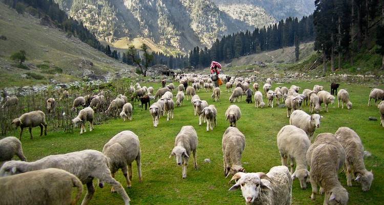 Troupeau de moutons broutant dans un champ herbeux avec des montagnes en arrière-plan.