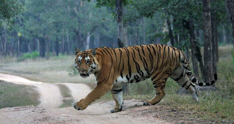 Emocionante safari por la India - GeTS Holidays 3