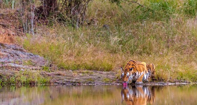 Emocionante safari por la India - GeTS Holidays 1