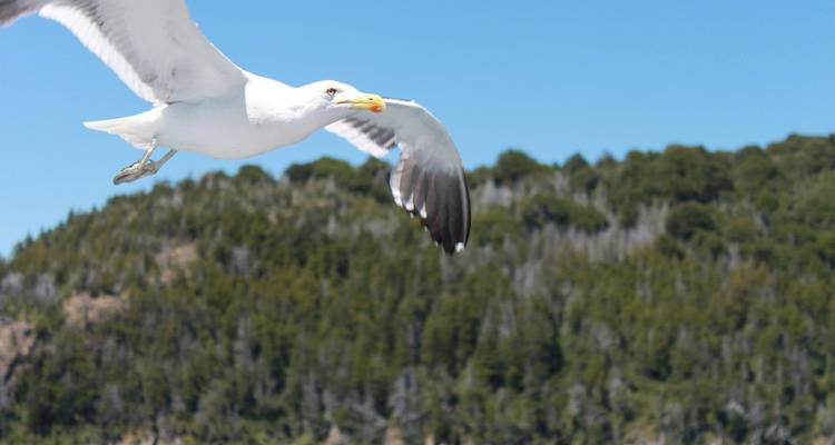 Lake Crossing from Bariloche to Santiago or viceversa - 10 days - Receptivo Aborigen Tours 7