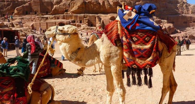 Rastreando a los beduinos en Jordania 8 días - Booking Tours 10