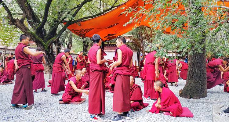 Dozens of Tibetan monks in crimson robes engage in lively debate beneath a canopy among shady trees and gravel courtyard.