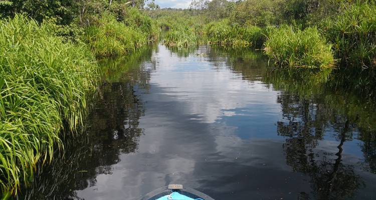 3D2N Orangutan in Tanjung Puting with Overnight on the Boat - Pesona Indo 3