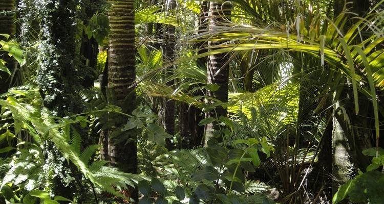 4 Days Amazon Lodge Cuyabeno Reserve - Responsible Travel South America 6