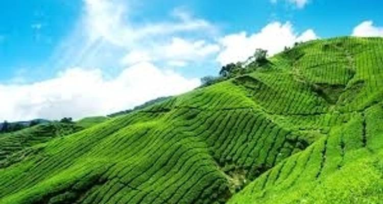 Les points forts de l'Inde du Sud - Kerala avec séjour en bateau à moteur - K K Holidays N Vacations  7