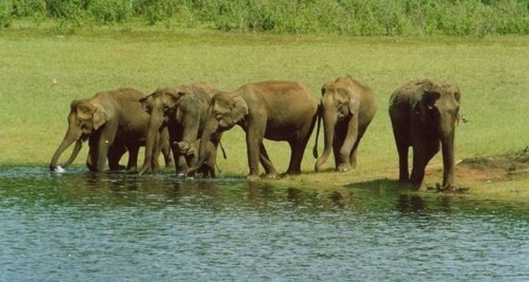 Les points forts de l'Inde du Sud - Kerala avec séjour en bateau à moteur - K K Holidays N Vacations  8