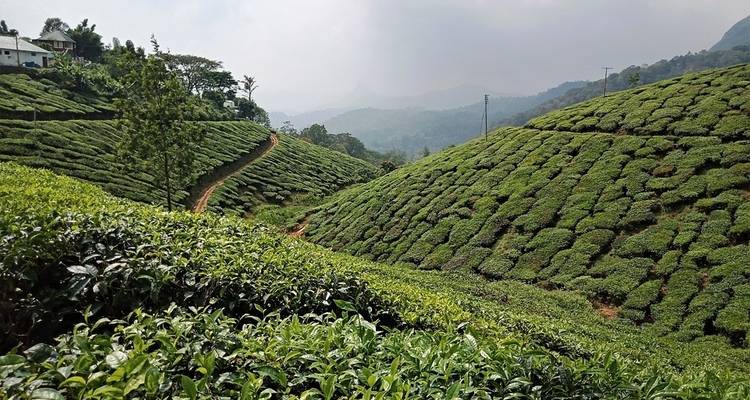 Les points forts de l'Inde du Sud - Kerala avec séjour en bateau à moteur - K K Holidays N Vacations  4