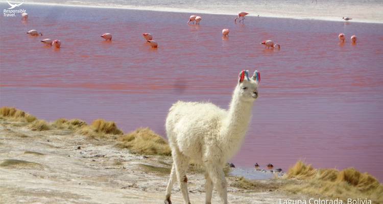 12 Days From the Andean Magnificence to Uyuni Salt Flats: A Journey Through Bolivia - Responsible Travel South America 6