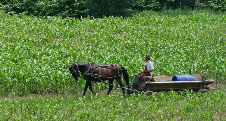Une scène rurale avec une charrette tirée par un cheval dans un champ.