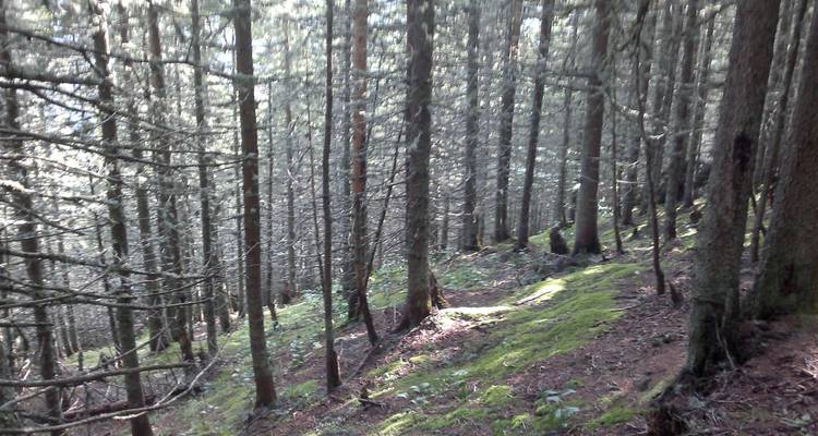 Un bosque con rayos de sol filtrándose entre los árboles.
