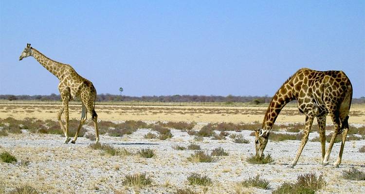 3 Days Etosha National Park (Lodging) - Discovery Transfers and Tours 9