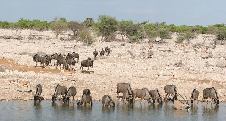 7 - días Parque Nacional de Sossusvlei, Swakopmund y Etosha - alojamiento - Discovery Transfers and Tours 8