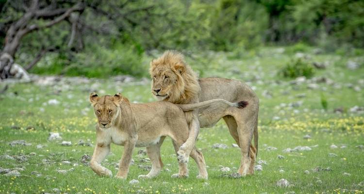 7 - días Parque Nacional de Sossusvlei, Swakopmund y Etosha - alojamiento - Discovery Transfers and Tours 10