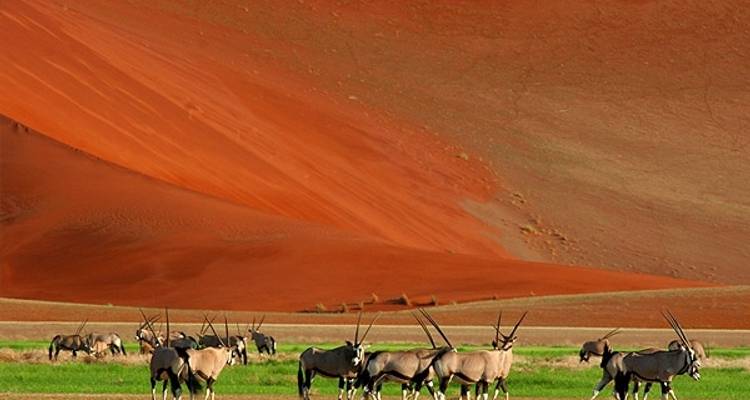 7 - días Parque Nacional de Sossusvlei, Swakopmund y Etosha - alojamiento - Discovery Transfers and Tours 7