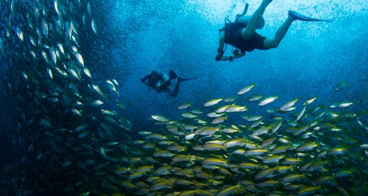 Duikers die een grote school vissen onder water verkennen.