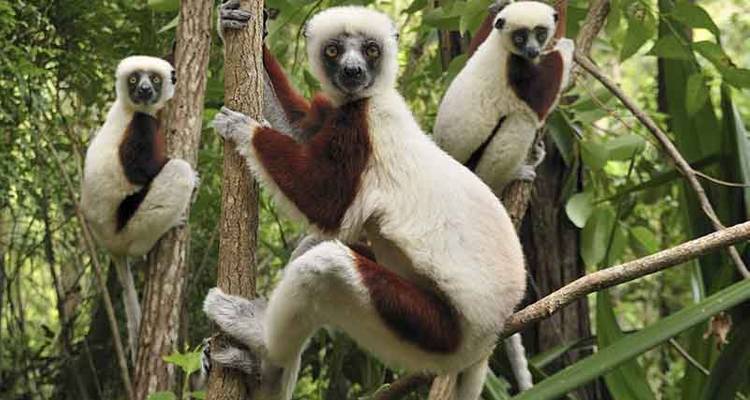 Authentic madagascar tour - HT Agency Tours 3