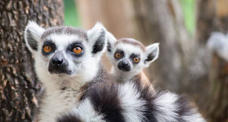 Authentic madagascar tour - HT Agency Tours 4