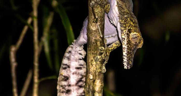 Great madagascar tour - HT Agency Tours 8