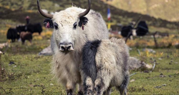 Langtang Valley Trek - Outshine Adventure  2
