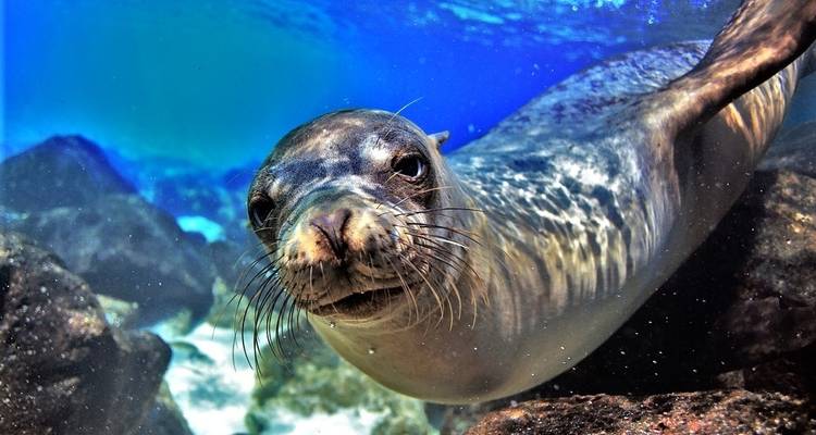 L'essentiel des Galapagos - Adventure Journeys 6