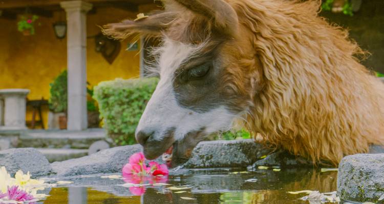 Lama buvant à une fontaine ornée de fleurs.