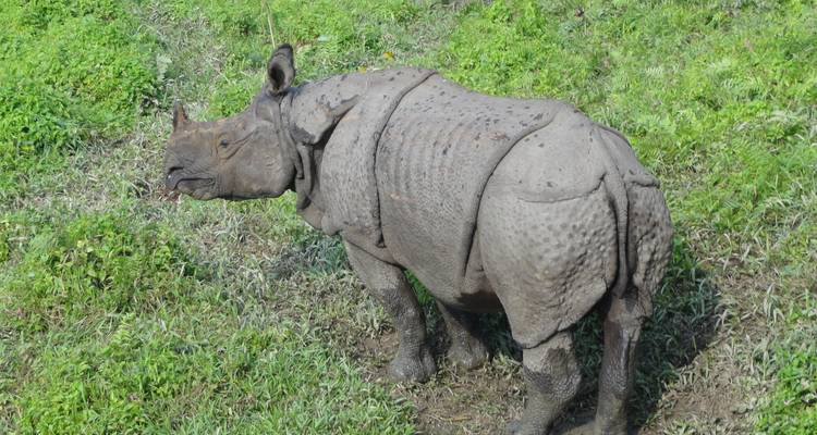 Rhinocéros unicorne se tenant dans une prairie verte luxuriante.