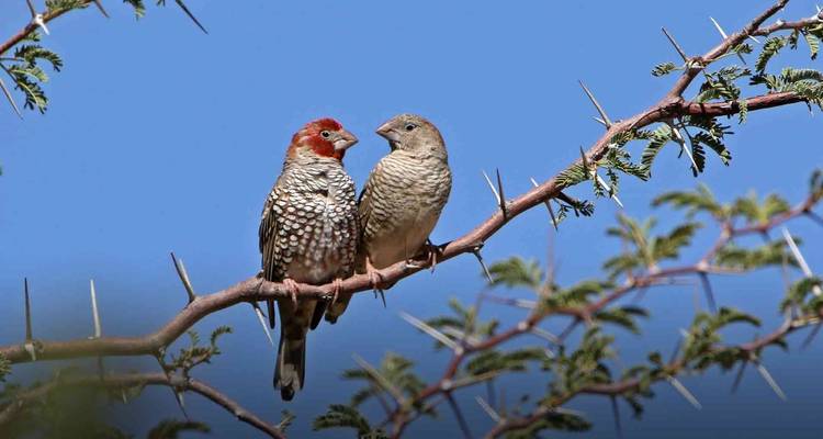 Triángulo de oro de Nepal: descubre Nepal - Swotah Travel and Adventure 10
