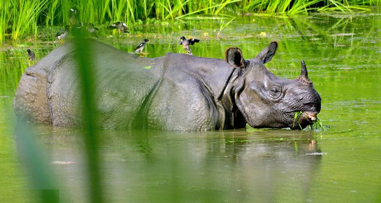 Viaje de 10 días a Nepal - Katmandú, Pokhara, Lumbini, Chitwan - Peregrine Treks and Expedition Pvt Ltd 8
