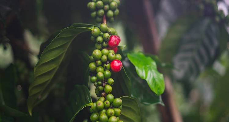 Nahaufnahme von Pfefferkörnern, die an einer Pflanze hängen.