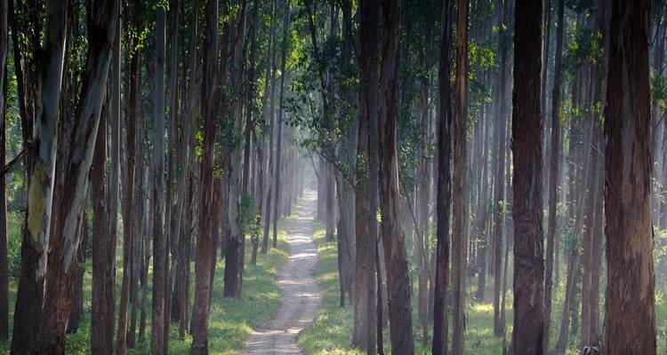 Dirt path winding through a dense forest.