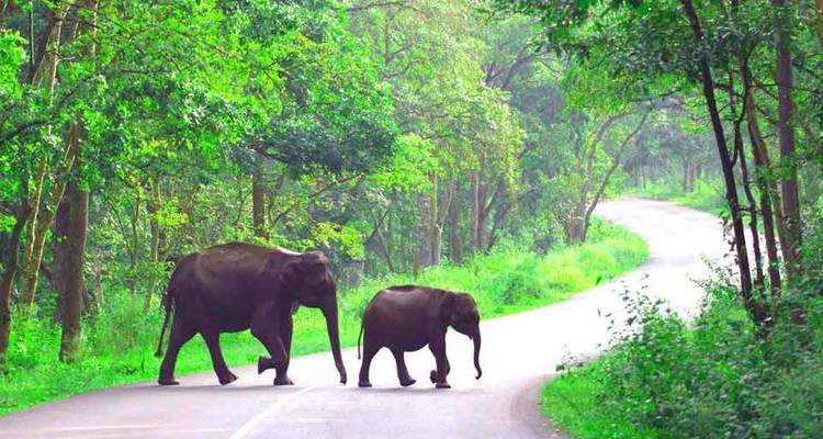 Encantadora Karnataka y Kerala - GeTS Holidays 2